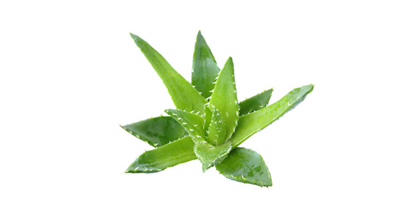 You are currently viewing Aloe Vera